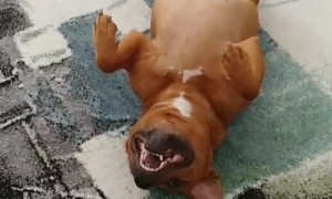 Staffordshire Acting Silly for the Camera