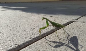 Mantis Walks Down Spanish Street