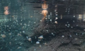 Jellyfish Migration to the Calanques of Marseille