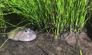 Northern Spadefoot Frog Mating Call Melody