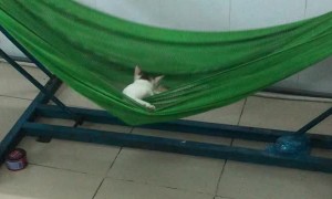 Hammock Keeps Kitty Happy