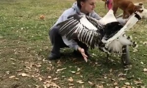 Adorable Turkey Loves Giving Out Hugs
