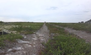 Reindeer Charges at Hiker in the Tundra