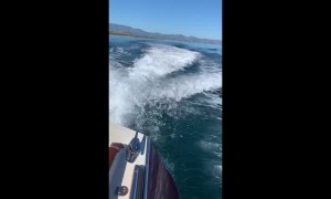 Whales Swimming in Boat's Wake