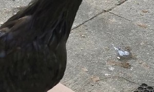 Deathmetal Rooster Sings His Tune