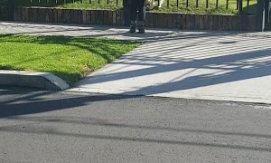 Playful Pup Tricks people into Playing Fetch