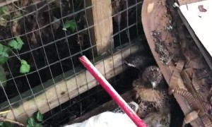 Stubborn Hawk Won't Let Go of Chicken