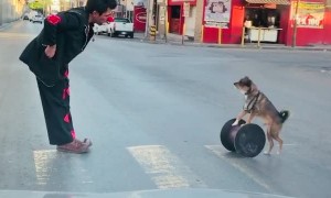 Talented Pup Performs Plenty of Tricks for Traffic