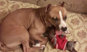 Doggo Plays with Sphynx Friend
