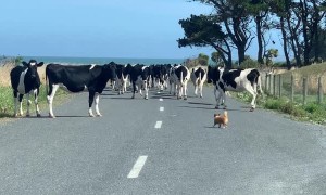 A Tea Cup Pomeranian Chihuahua Herding Cows