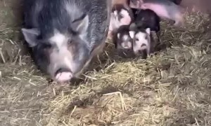 Mama Pig Protective of Piglets