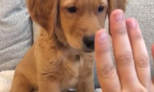 Asking for a high-five with this puppy will go terrible wrong