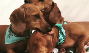 Triple Wiener Lick