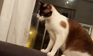 Cat Scared of Massager Leaps in Fear