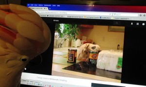 Cockatoo Taps Along to Video of Herself
