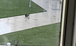 Playful Bird Has a Ball