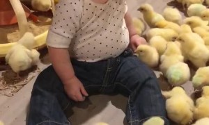 Chicks Chirp for Cute Kid
