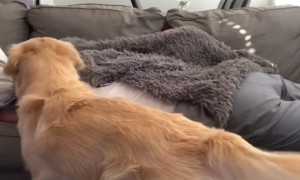 Jealous dog doesn't let owners cuddle without him