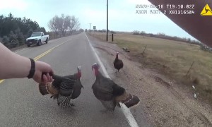 It’s not uncommon for these deputies to encounter turkeys during a traffic stop!