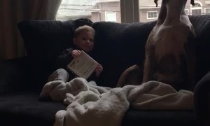 Boxer and Little Boy Have in Depth Conversation