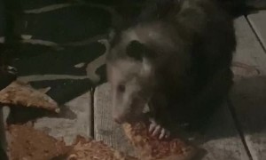 Pizza Loving Possum Enjoys Late Night Feast