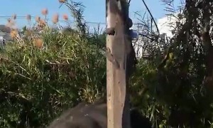 Large Lizard Startles Man on Scooter