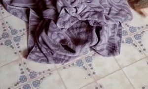 Man Tries to Remove Squirrel From House