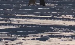 Blue and Red Foxes Dance in the Snow