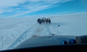 Wild Horses Lead the Way Along Lonely Dirt Road