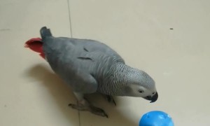 Rainbow The Grey Parrot Identifying Shapes