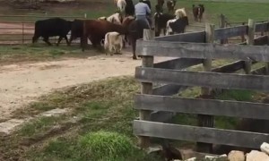 Cattle Drive Turns Into Cattle Ride