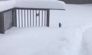 Corgi Clambers Through Thick Snow After Blizzard