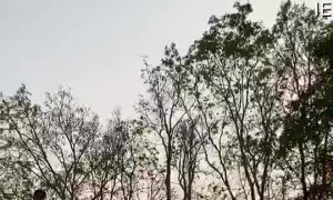 Puppy Climbs up a Dirt Pile