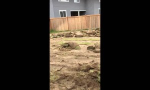 Dad Builds His Own Baseball Field in Backyard