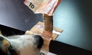 Doggo is a Master Thief