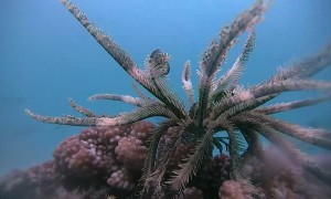 Timelapse of a Comatule