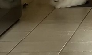 Lazy Kitty Shows Mercy on Mouse