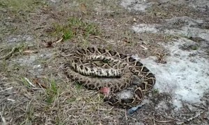Snake's Body Still Moves Hours After Losing Its Head
