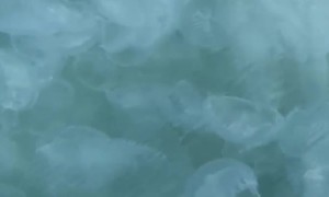 Kayaking with Hundreds of Moon Jellyfish