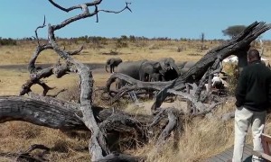 Wild elephants show up and drink from pool in front of these tourists