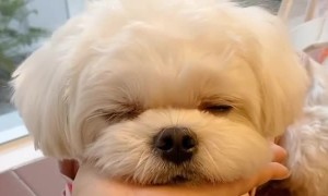 This cute pup looks so tired - he can't wait to go to sleep! 