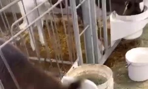 Calf Sends Milk Shooting From Its Nose