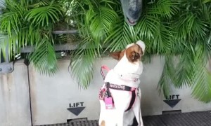 Blue Raptor and Service Dog are Friends