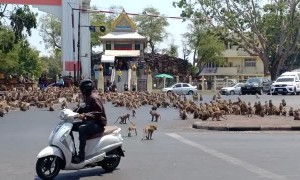 Monkeys Stampede Through Street