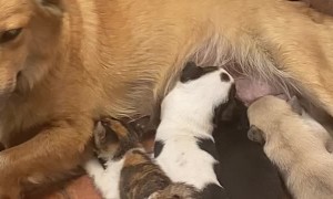 Recently Adopted Stray Kitten Fed by Mothering Dog
