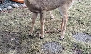 Friendly Deer Enjoys Oatmeal Cookies