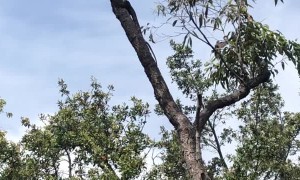 Goanna Goes for Bird's Nest