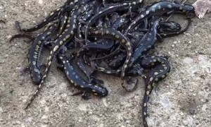 Saving 28 Spotted Salamanders