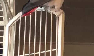 Rawr... I’m a Dinosaur