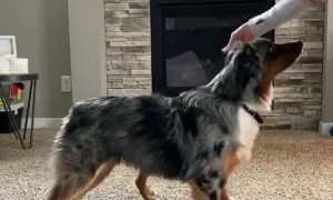 Adorable Mini Aussies Leap and Move for Treats